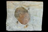 Paleocene Fossil Leaf (Zizyphoides) - Montana #165006-1